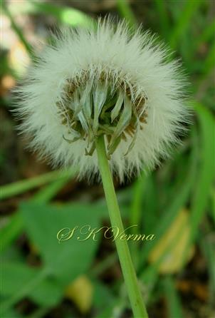  Fruiting head with deflexed involucre